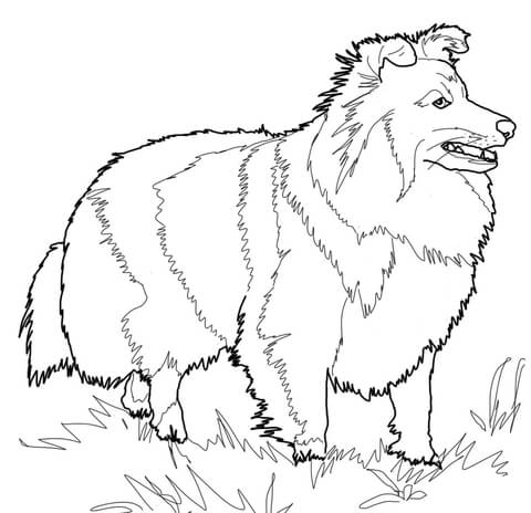 480x464 Pomeranian Coloring Page