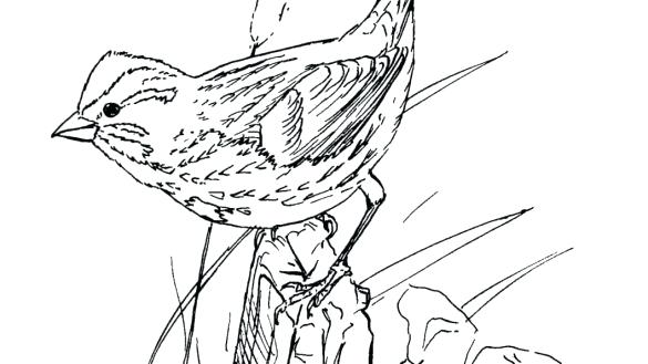 585x329 Sparrow Coloring Page Chipping Sparrow Coloring Page Disney