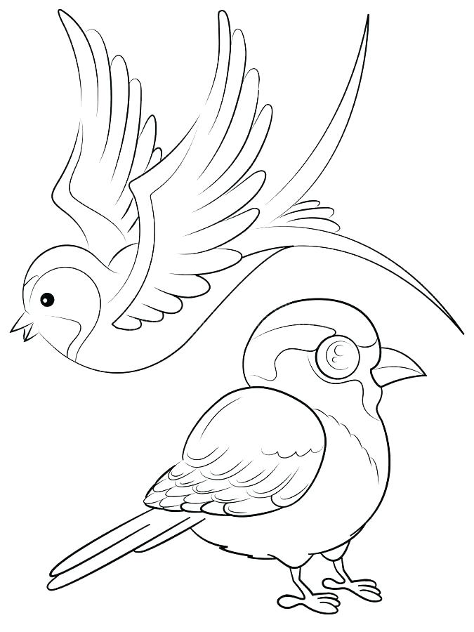 675x900 Sparrow Coloring Pages Free Printable Sparrow Coloring Page