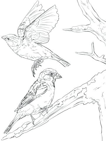 360x480 Sparrow Coloring Pages Sparrows Coloring Page Disney Infinity Jack