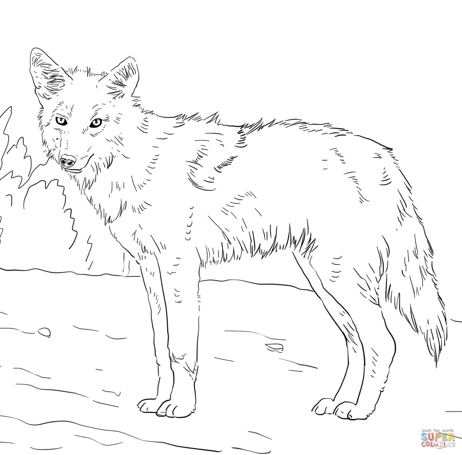 1562x1536 Coyote Coloring Pages Coyote Coloring Pages American Jackal Coyote