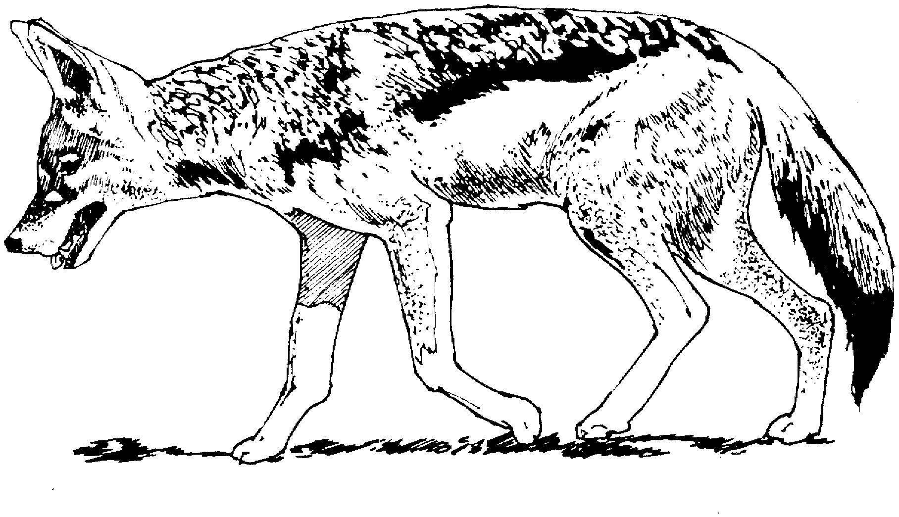 1816x1045 Last Minute Coyote Coloring Page Best 55 On Download Pages