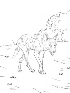 236x315 Coyote (Jackal) Coloring Pages For Kids