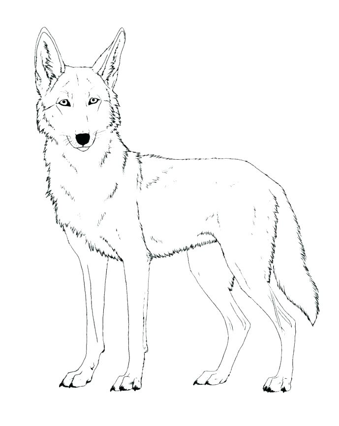 689x867 Wile E Coyote Coloring Pages Jackal For Kids Preschool