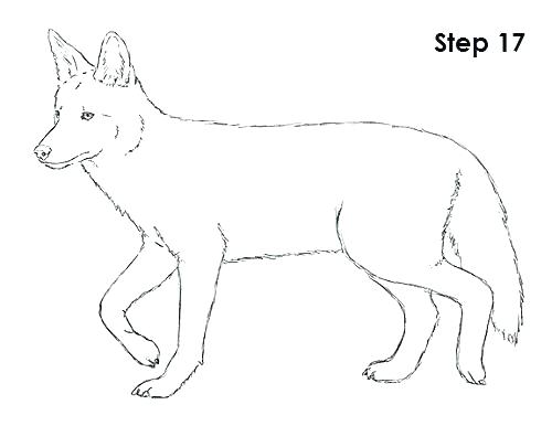 500x386 Coyote Coloring Coyote Coloring Page Coyote Coloring Coloring Page