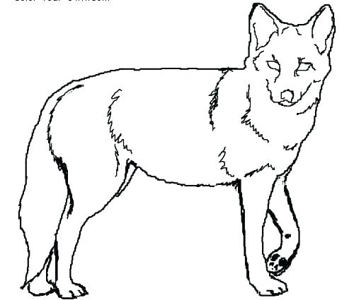 500x425 Coyote Coloring Page Top Coyote Coloring Page Image Wolf Jackal