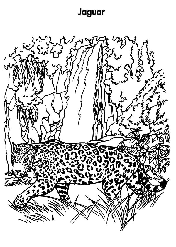 600x839 Jacksonville Jaguars Coloring Pages