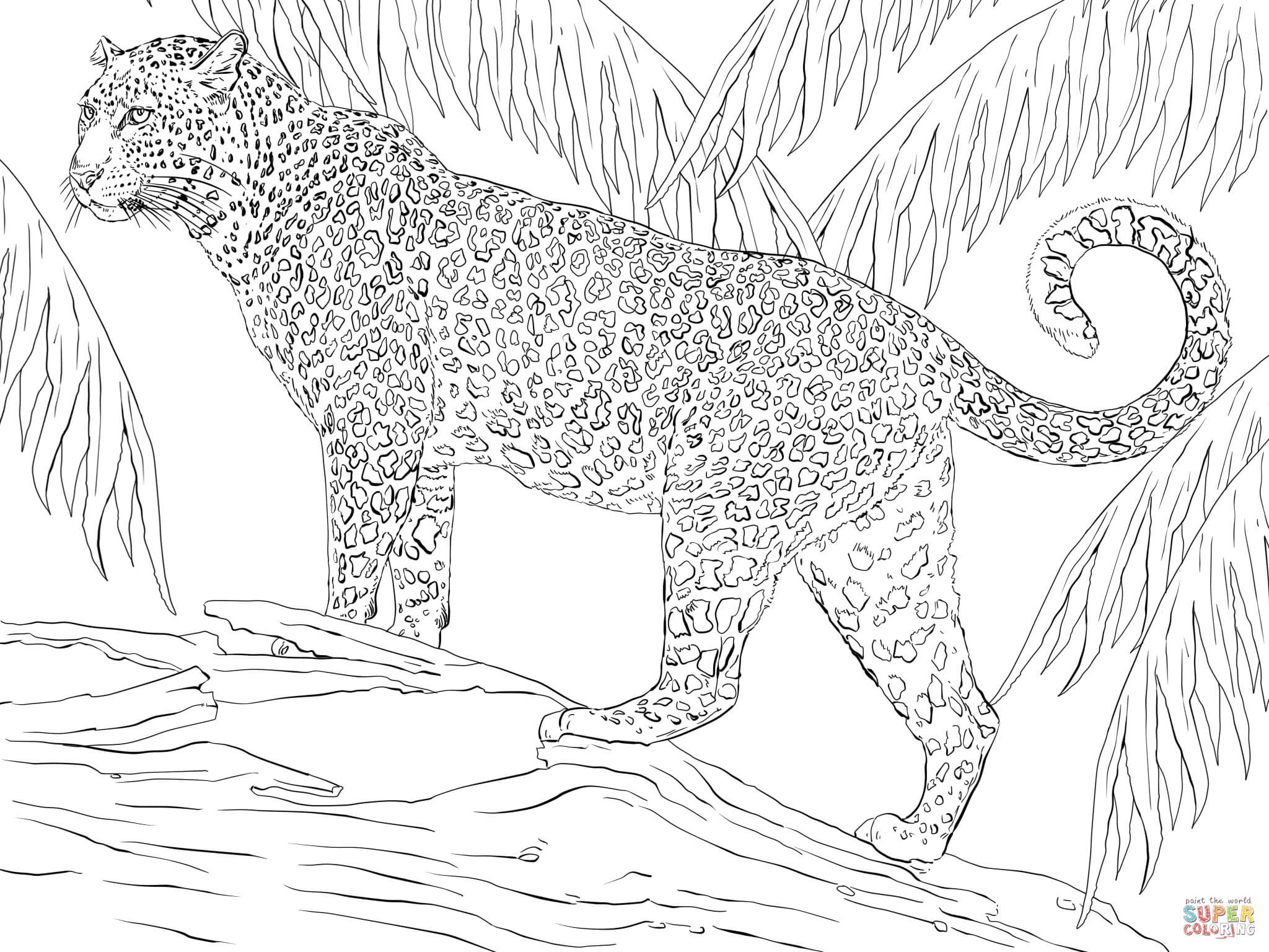2048x1536 Jaguar Coloring Pages Freecolorngpages.co