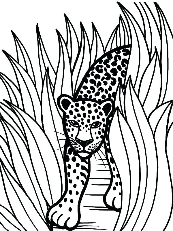 600x802 Jaguar Coloring Pages Baby Jaguar Coloring Pages And Image Go G