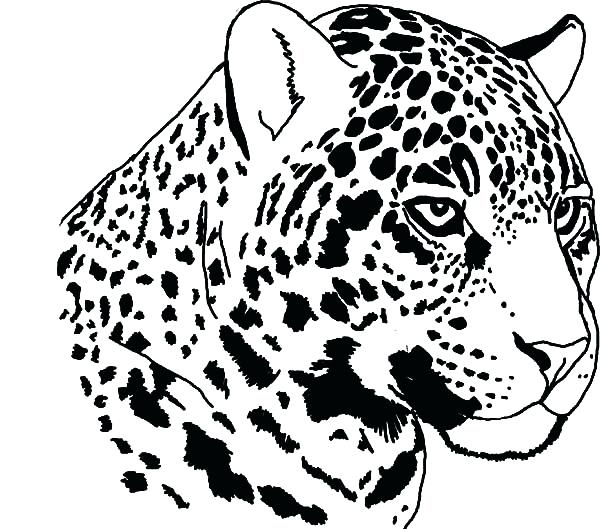 600x529 Jaguar Coloring Pages Good Jaguar Coloring Pages On Coloring Pages