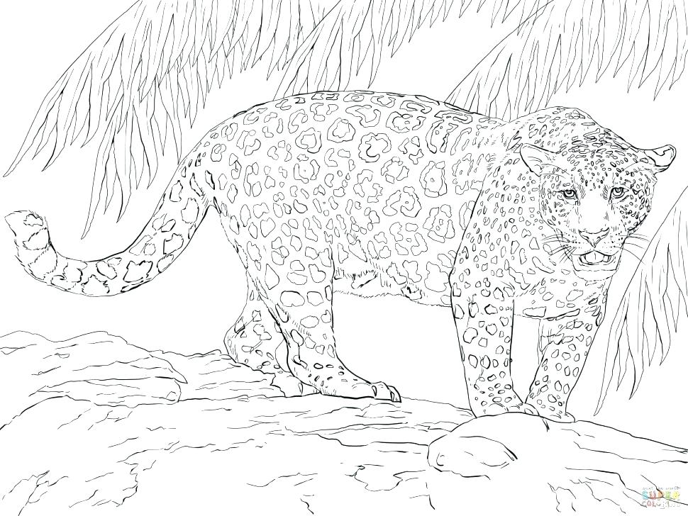 970x728 Minimalist Jaguar Coloring Pages Crayola Photo Black Jaguar