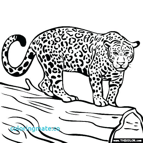 560x560 Jacksonville Jaguar Coloring Pages Jaguar Coloring Pages Jaguar
