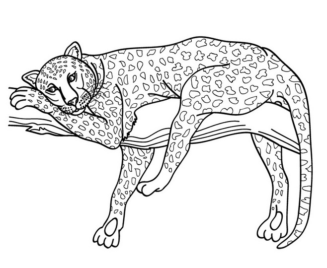 658x540 Jaguar
