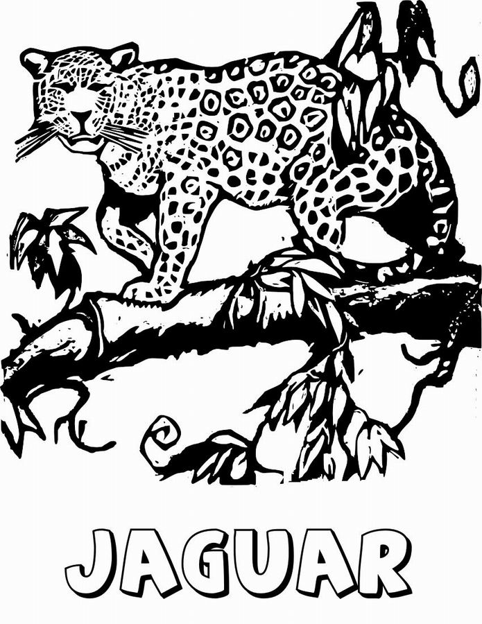 695x900 Jaguar
