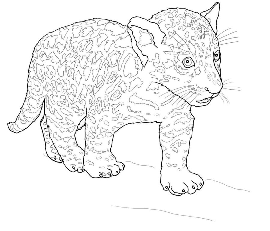 900x768 Coloring Pages Jaguar, Printable For Kids Amp Adults, Free
