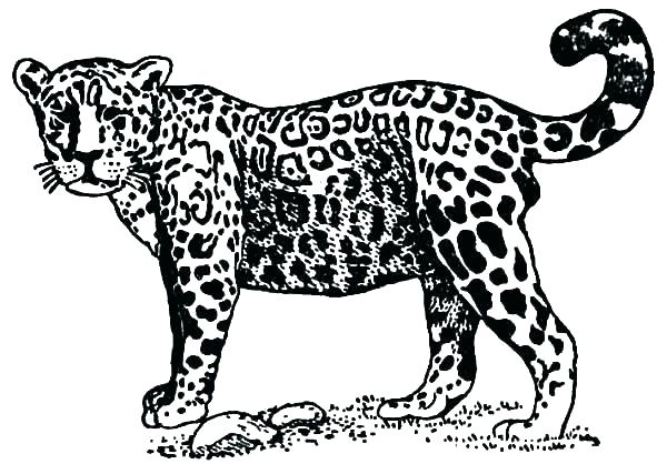 600x418 Jaguar Coloring Pages Bulk Jaguar Coloring Pages Free