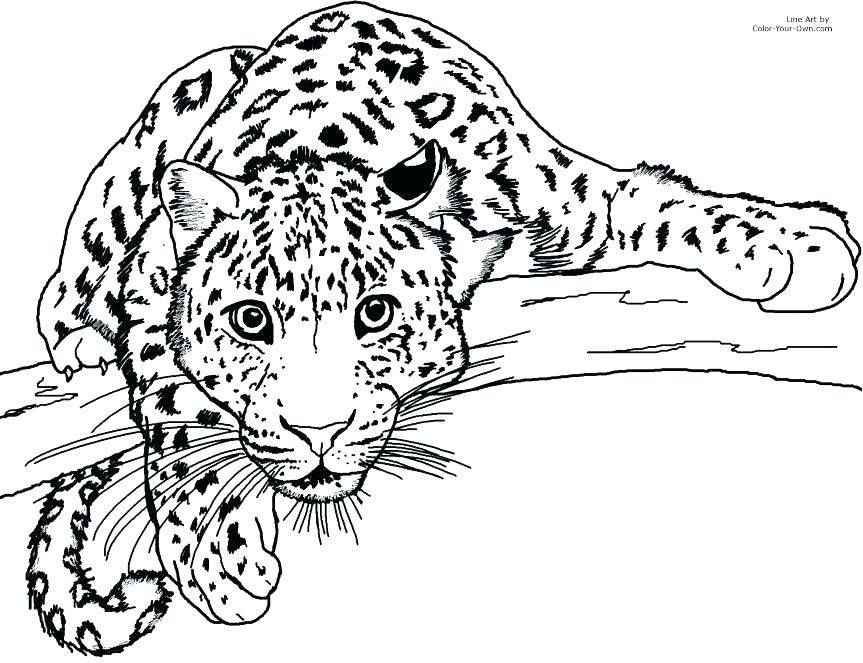 863x663 Jaguar Coloring Pages Jaguar Coloring Pages Great Page Free
