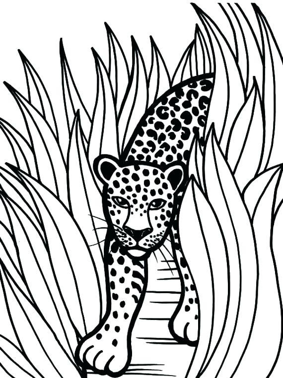 570x762 Baby Jaguar Coloring Pages Baby Jaguar Coloring Pages Baby Jaguar