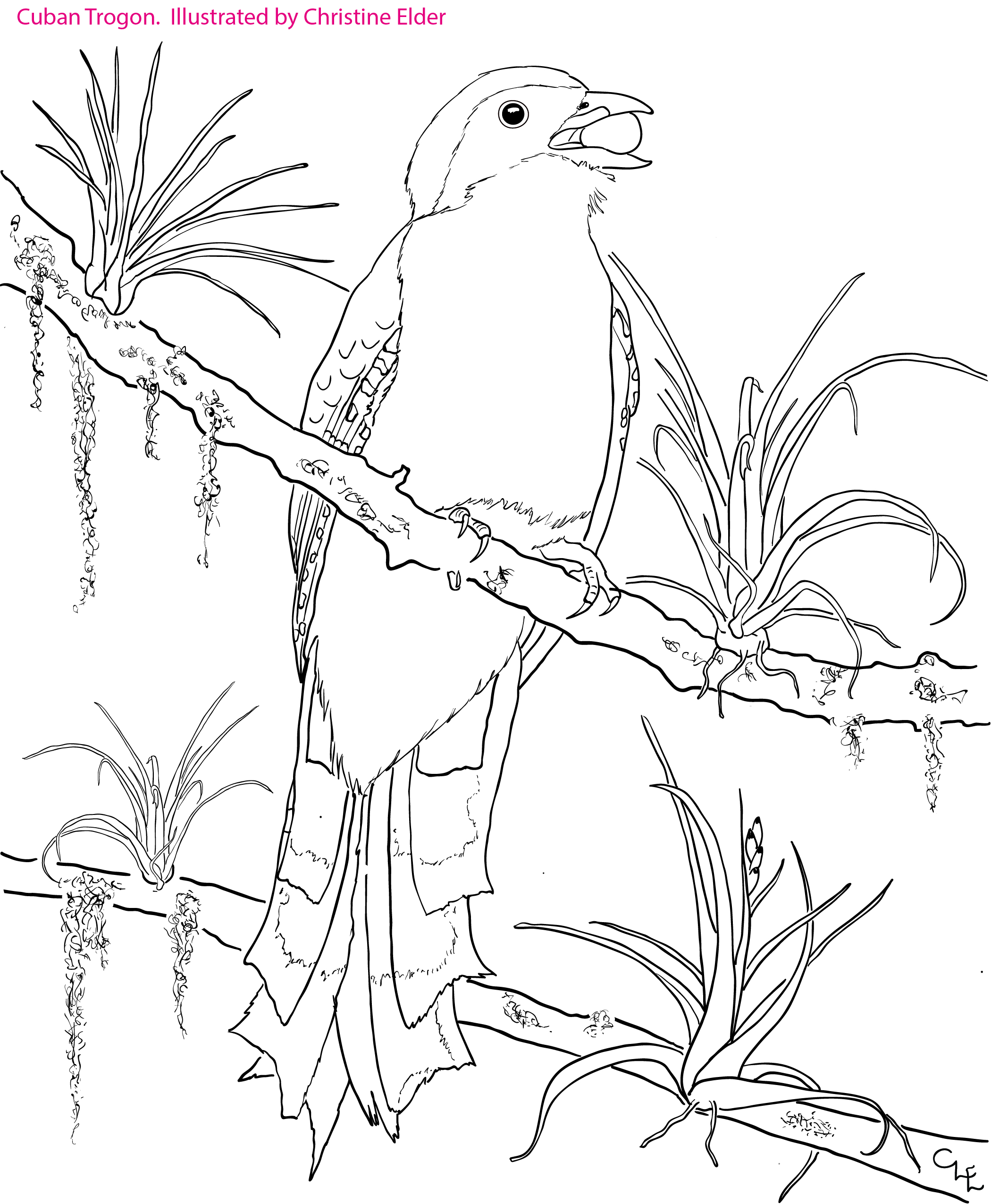 2100x2550 Caribbean Birds Coloring Book