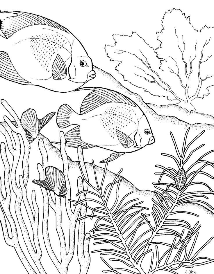 736x944 2391 Best Color Book Images On Coloring Books