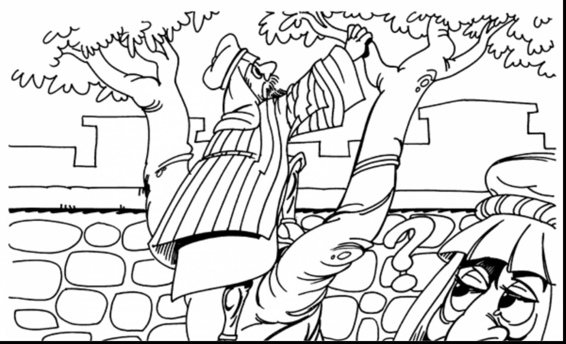 1906x1158 Coloring Pages Zacchaeus Tree Gallery Coloring For Kids 2018