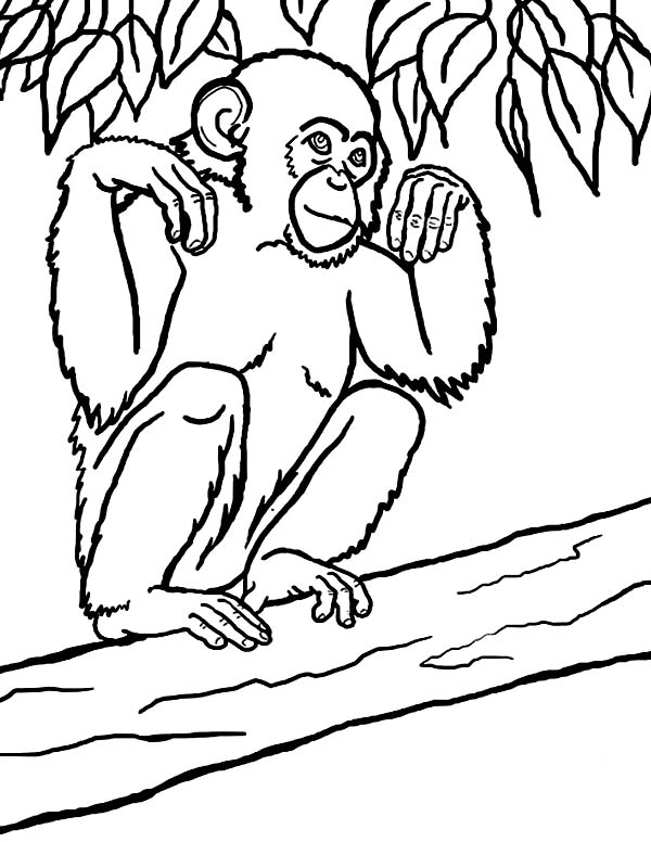 600x776 Chimpanzee Coloring Pages