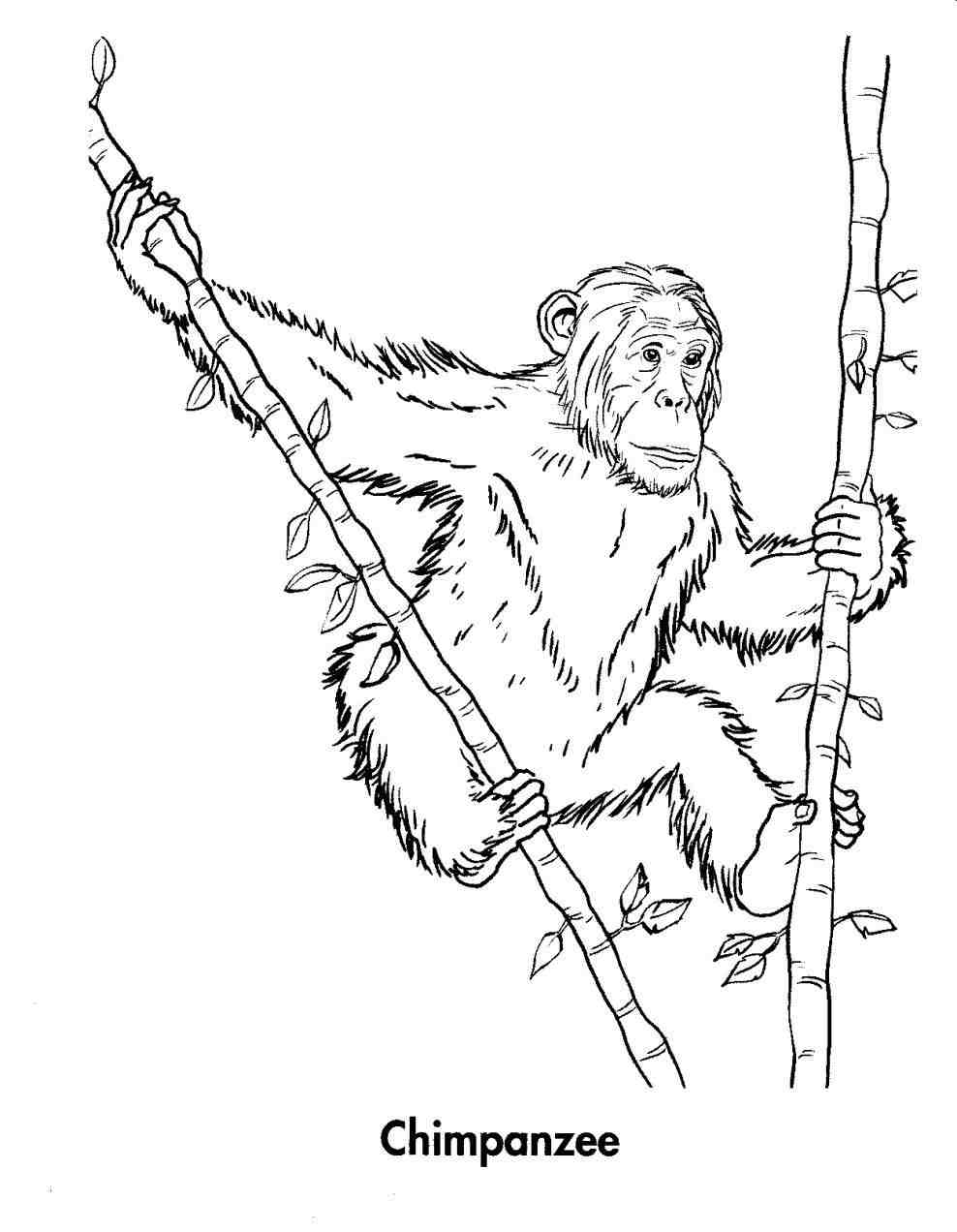 988x1272 Remarkable Jane Goodall Coloring Page Web Page