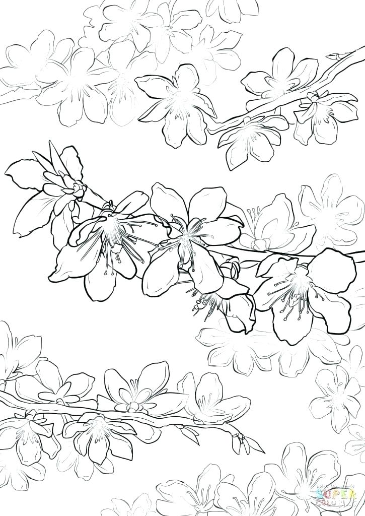 725x1024 Cherry Blossom Coloring Pages Cherry Blossom Tree Coloring Page