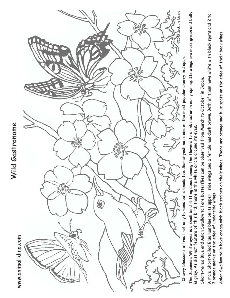 757x980 Cherry Blossom Coloring Pages New Japanese Cherry Blossom Tree