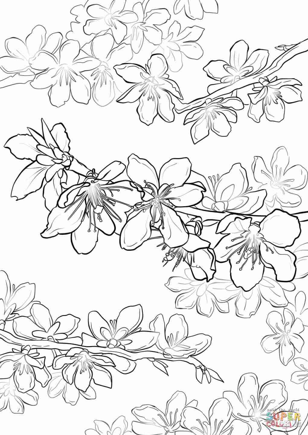 1020x1440 Cherry Blossom Japan Coloring Pages For Adults Justcolor Beautiful