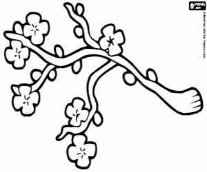 300x250 24 Cherry Blossom Coloring Page Collections Free Coloring Pages