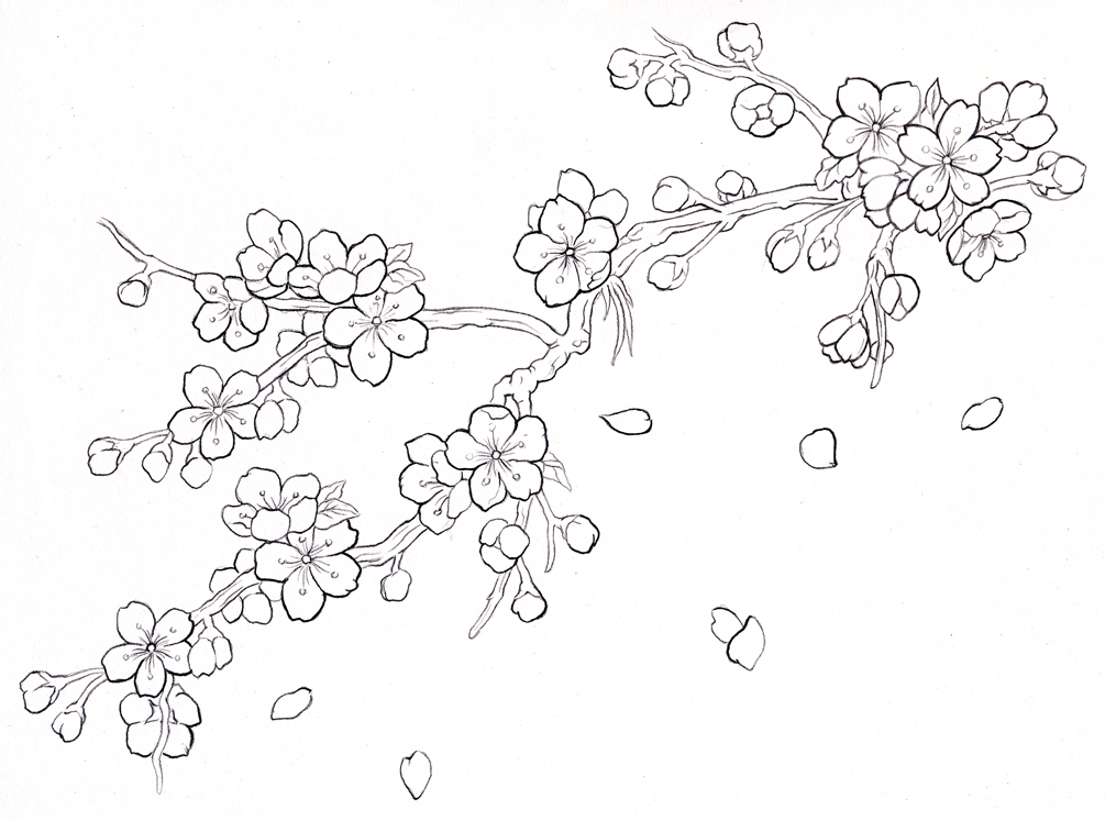 1005x747 Innovative Ideas Cherry Blossom Coloring Pages Cherry Blossom