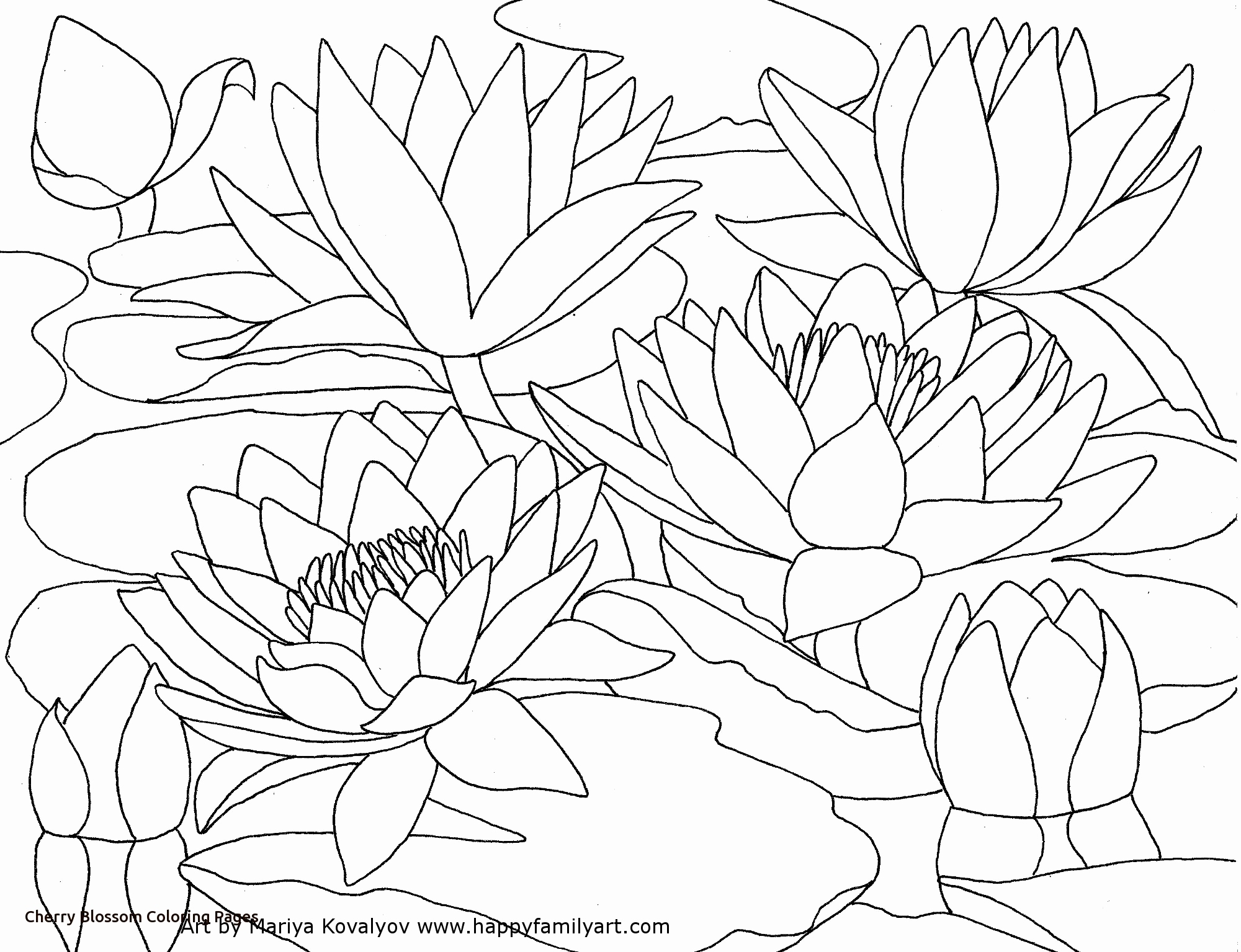 2000x1535 Japanese Cherry Blossom Coloring Pages Stock Color The Flowers