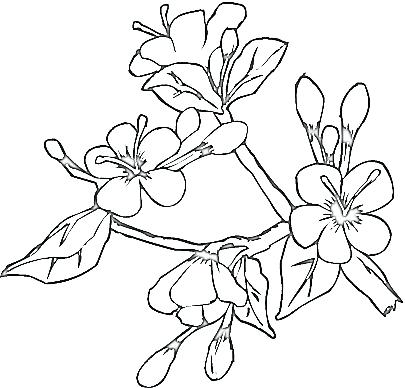 405x388 Japanese Coloring Pages Ebcs 5ba7ca2d70e3 Japanese Coloring Pages