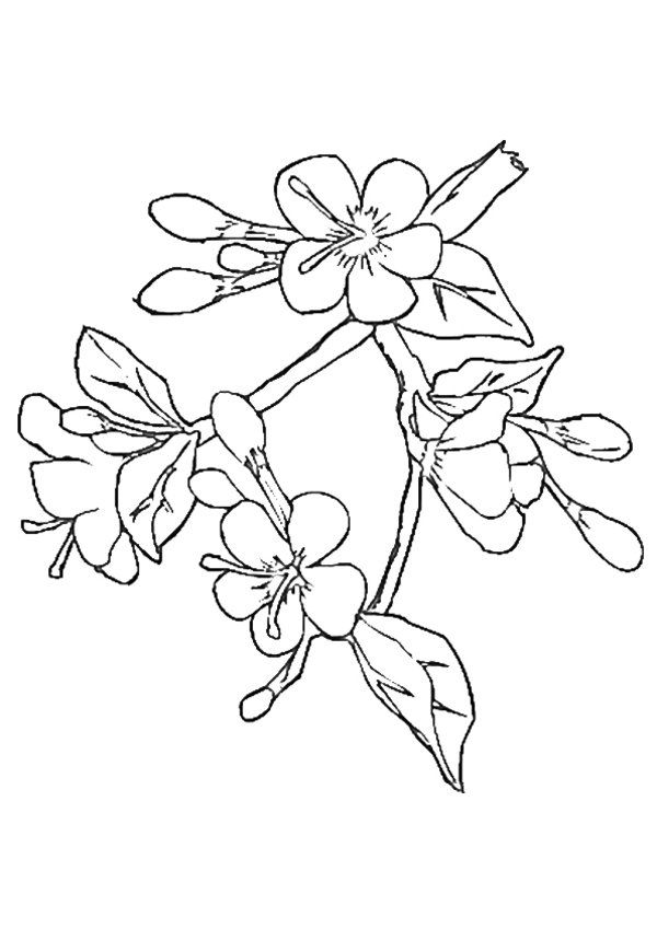 600x849 Cherry Blossom Coloring Page