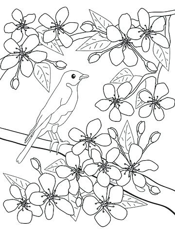 360x480 Cherry Blossom Coloring Pages Cherry Blossom Coloring Pages