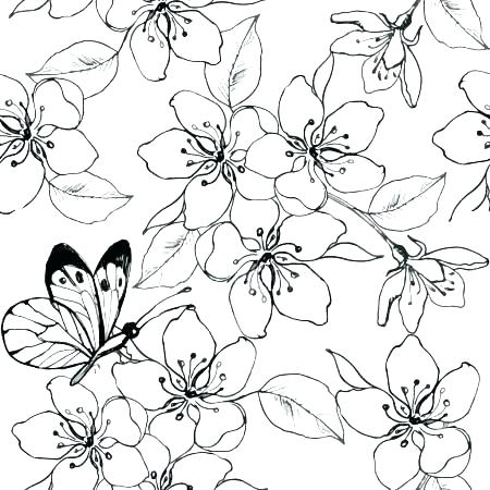 450x450 Cherry Blossom Coloring Pages Cherry Blossom Colouring Sheets