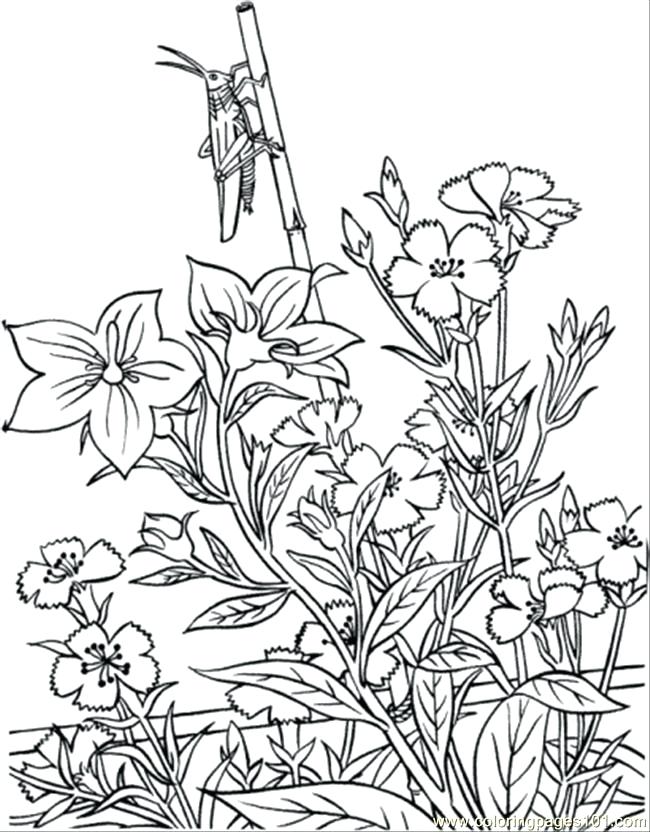 650x832 Best Coloring Pages Images On Coloring Books Japanese Garden