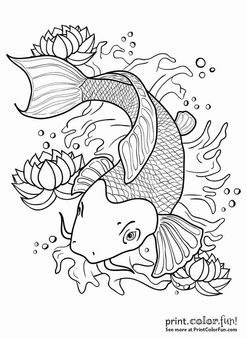 800x1100 Koi Fish Coloring Page Free Printable General Sheets To Color