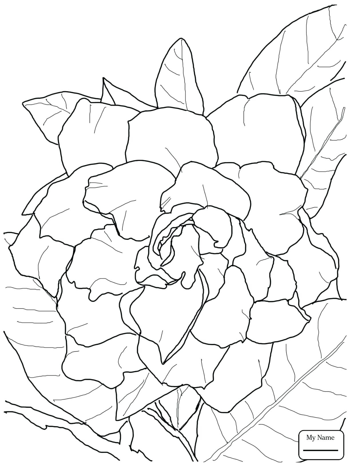 Jasmine Flower Coloring Pages