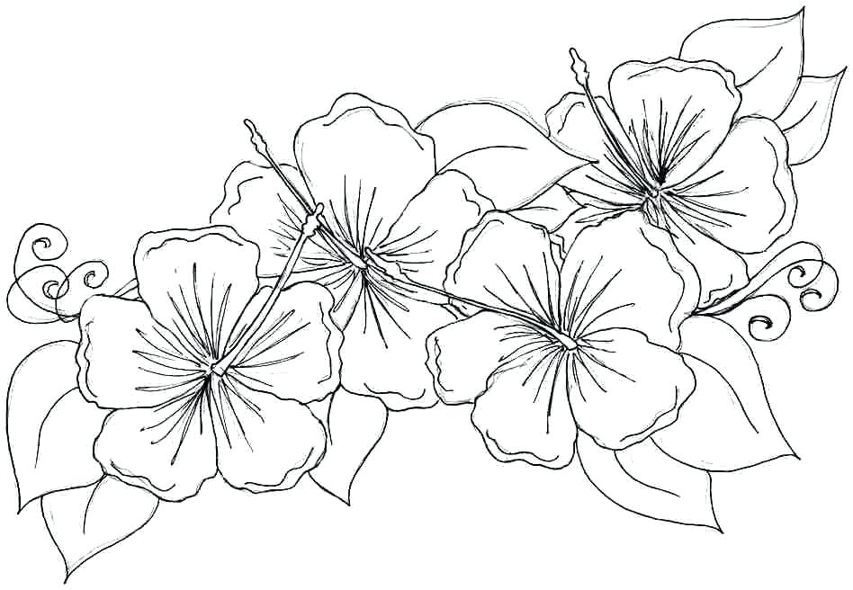 948x656 Hibiscus Flower Coloring Pages Free Hibiscus Flower Coloring Pages