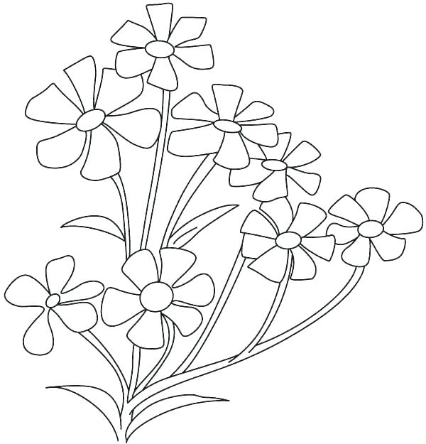 600x625 Jasmine Flower Coloring Pages Appealing Flower Color Pages Flowers