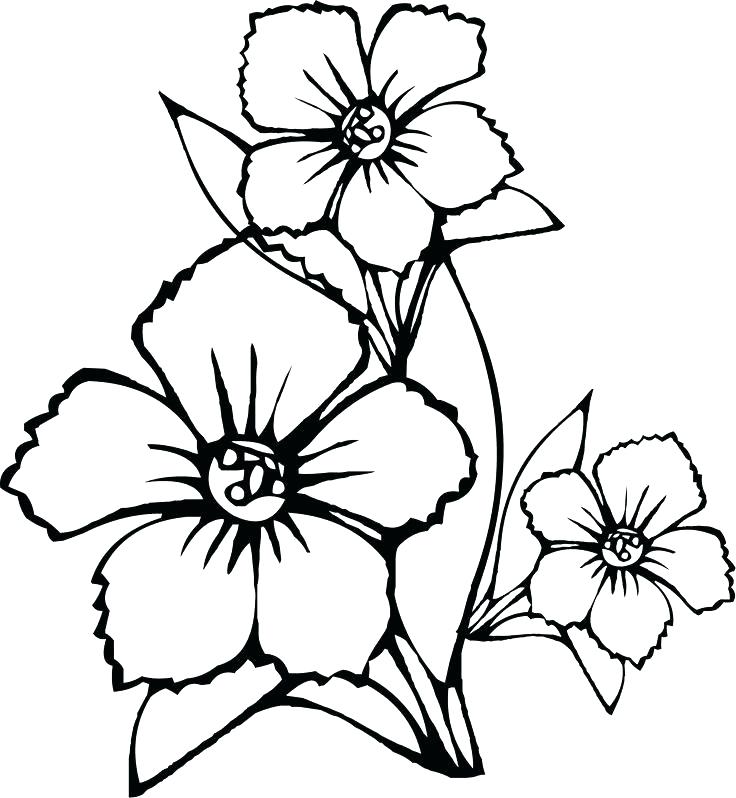 736x798 Jasmine Flower Coloring Pages Easy Flower Coloring Pages Jasmine