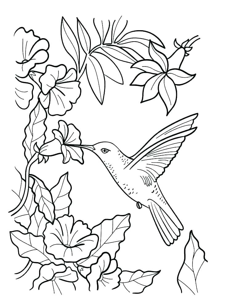 750x1000 Jasmine Flower Pictures Color Flower Garden Coloring Pages Flower
