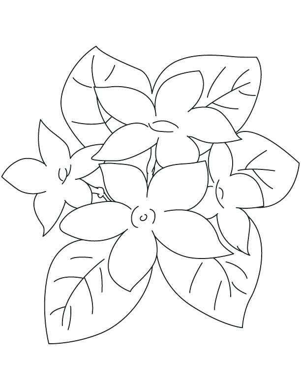 612x792 Jasmine Flower Coloring Pages Jasmine Coloring Pages Jasmine