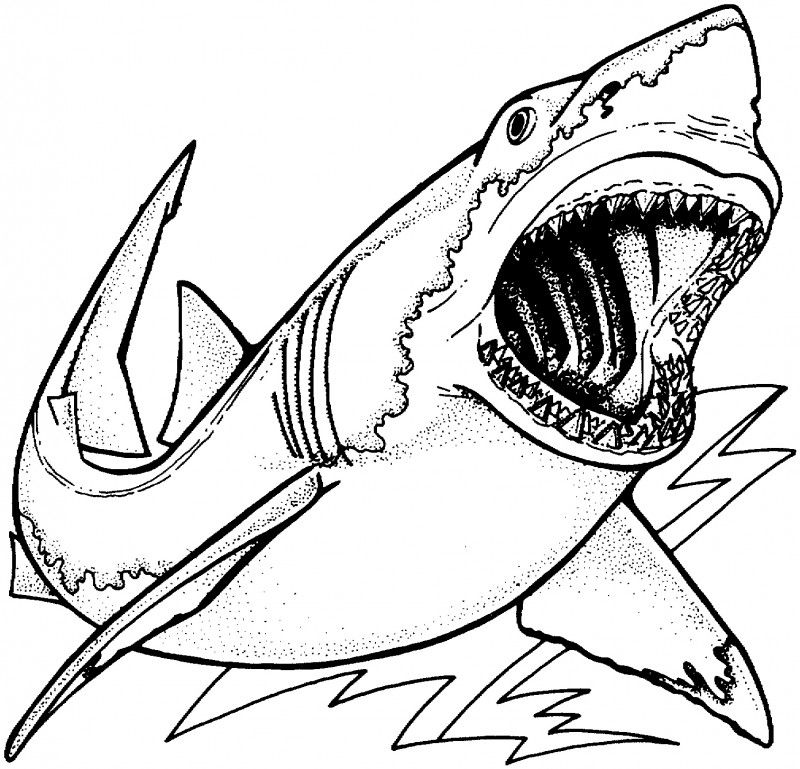 800x769 Pin By Sebas2311 On Dibujos Shark, Sketchbook Ideas