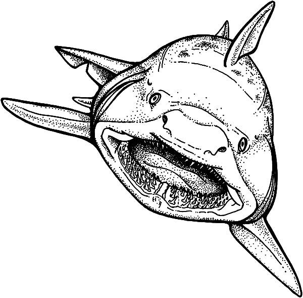 600x589 Shark Strong Jaws Coloring Pages Best Place To Color