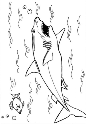 290x418 Sharks Shark Jaws Coloring Page, Shark, Tiger Shark, Sharks.