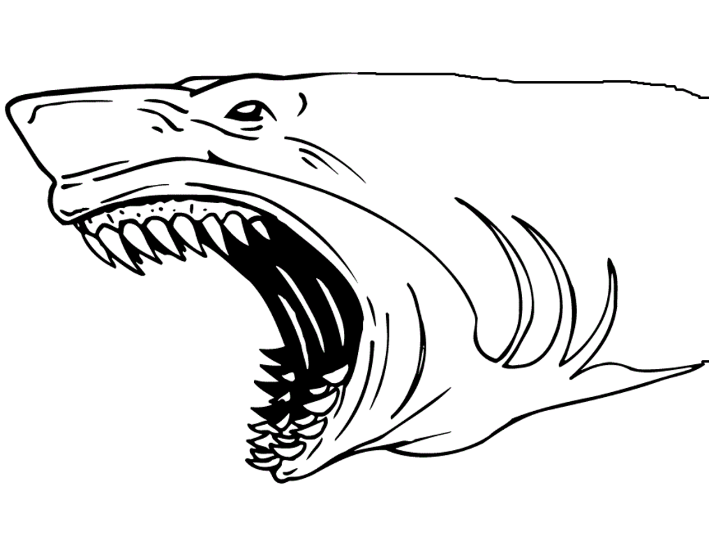 1016x784 Tiger Shark Amp Coloring Book