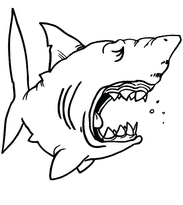 600x670 Great White Shark Color